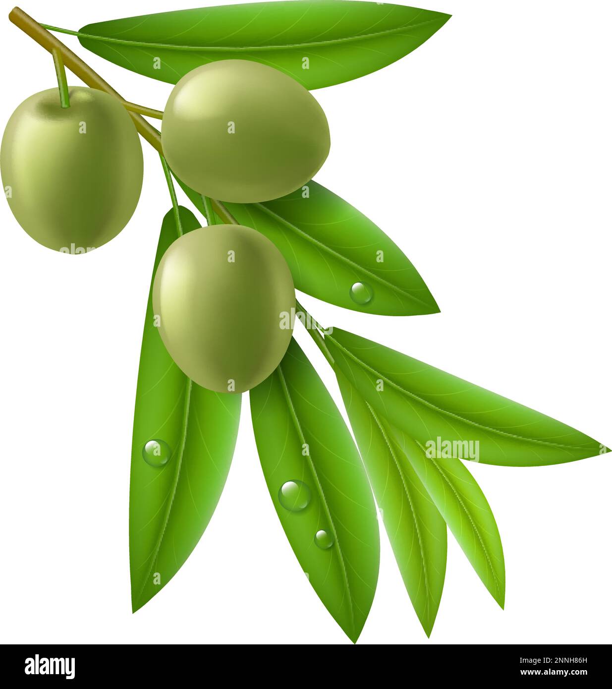 Zweig der Olivenbaum mit grünen Oliven und Blätter mit Tropfen auf sie. Stock Vektor