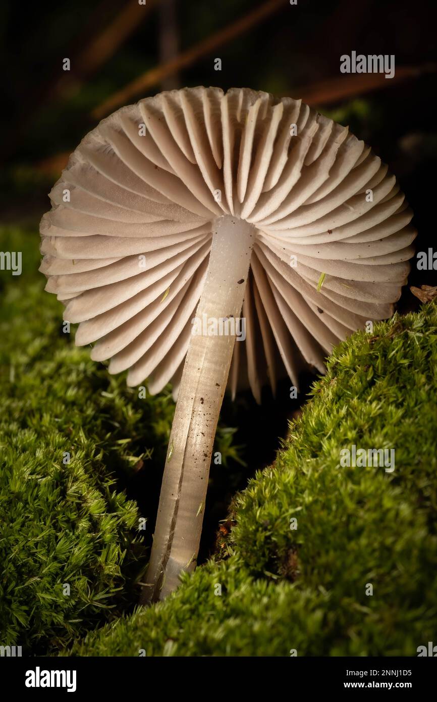 Die vergoldete Unterseite eines Bonnet-Pilzes. Stockfoto