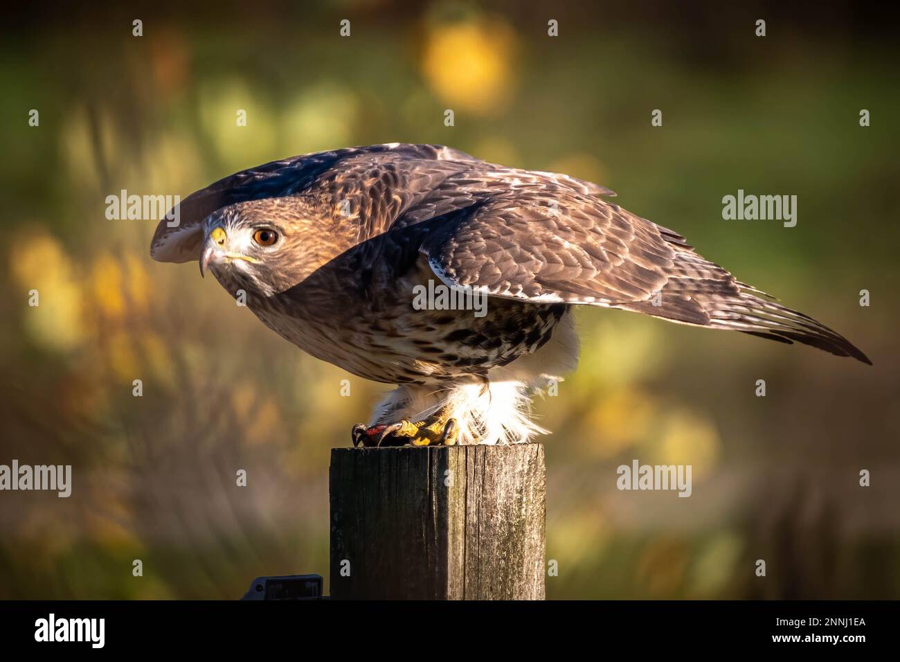 Ein Rotschwanz-Falke bereitet sich auf den Start vor. Raleigh, North Carolina. Stockfoto