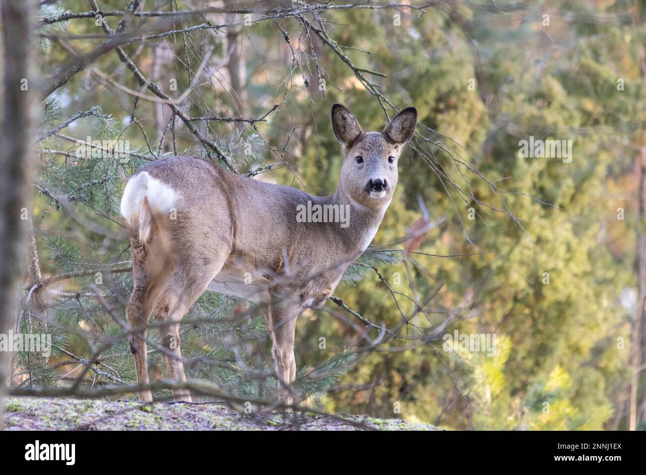 Rehe im Wald Stockfoto