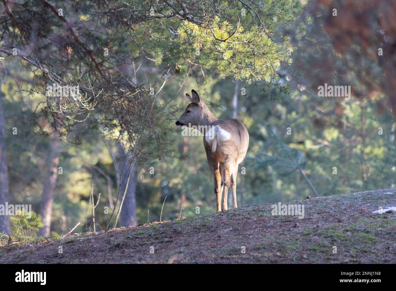 Rehe im Wald Stockfoto