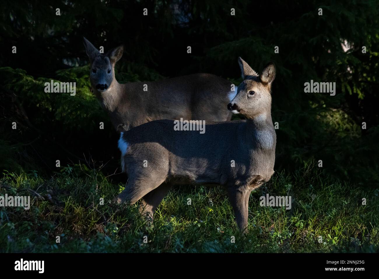 Rehe im Wald Stockfoto