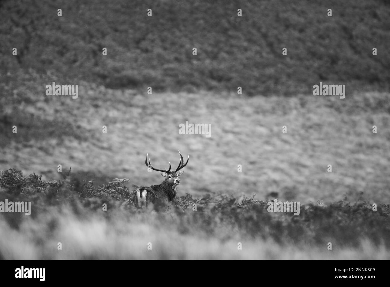 Rotwild (Cervus elaphus) Hirsch in den Farnen der Moorlandschaft im Peak District (White Edge(, Derbyshire, Vereinigtes Königreich. Stockfoto
