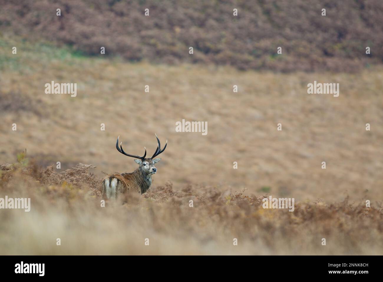 Rotwild (Cervus elaphus) Hirsch in den Farnen der Moorlandschaft im Peak District (White Edge(, Derbyshire, Vereinigtes Königreich. Stockfoto