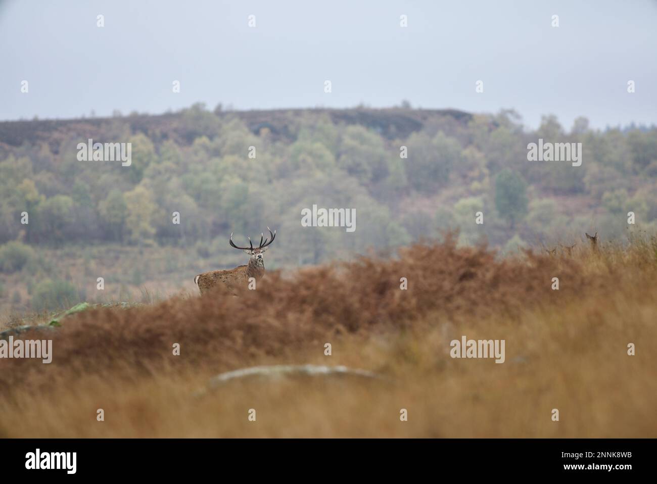 Rotwild (Cervus elaphus) Hirsch in den Farnen der Moorlandschaft im Peak District (White Edge(, Derbyshire, Vereinigtes Königreich. Stockfoto