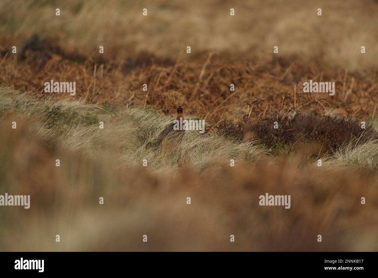 Männliche rote Grotte (Lagopus lagopus scotica) in einem Heideland im Peak District, Derbyshire. Dunkle Spitze. Stockfoto