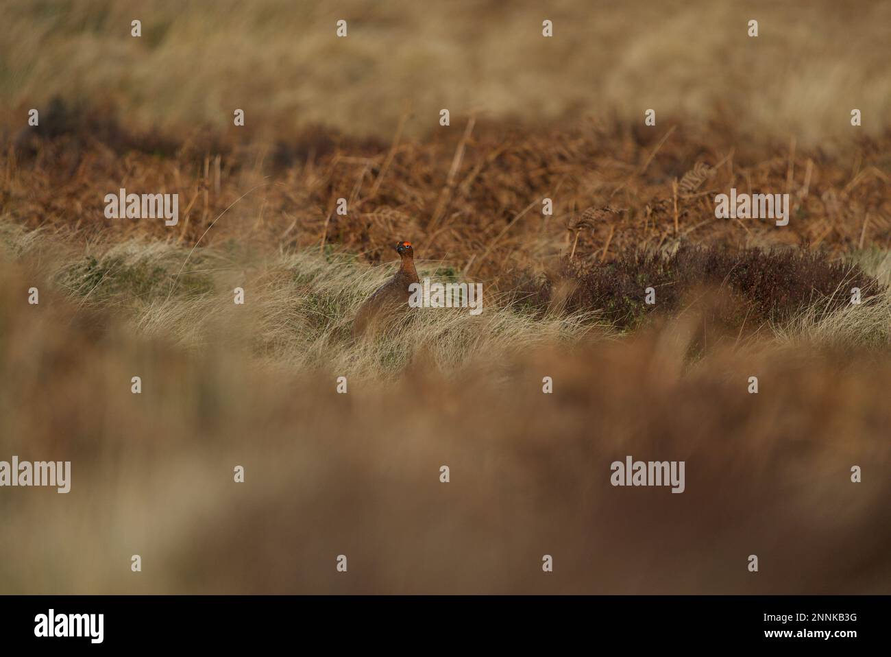 Männliche rote Grotte (Lagopus lagopus scotica) in einem Heideland im Peak District, Derbyshire. Dunkle Spitze. Stockfoto