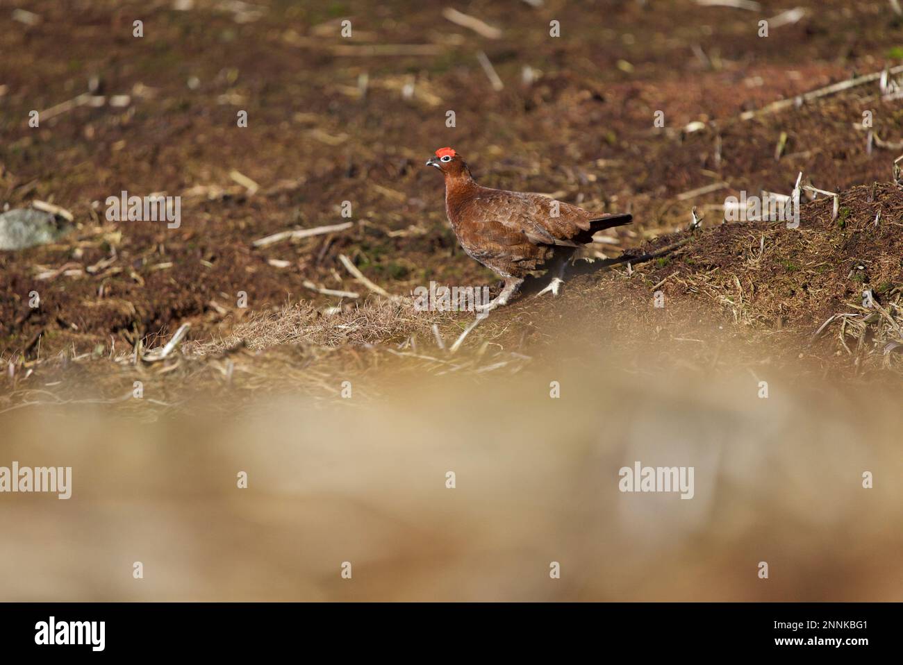 Männliche rote Grotte (Lagopus lagopus scotica) in einem Heideland im Peak District, Derbyshire. Dunkle Spitze. Stockfoto
