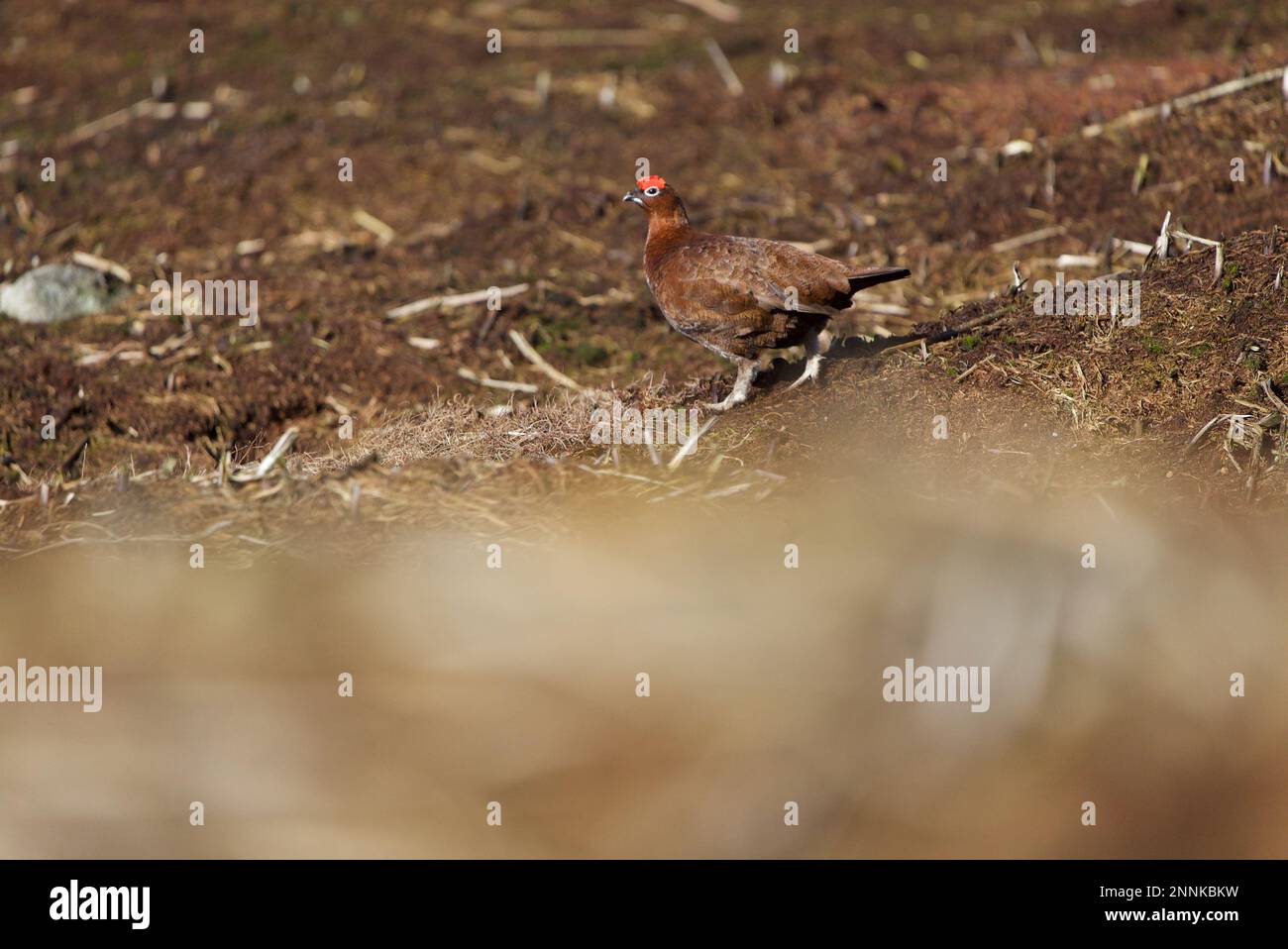 Männliche rote Grotte (Lagopus lagopus scotica) in einem Heideland im Peak District, Derbyshire. Dunkle Spitze. Stockfoto