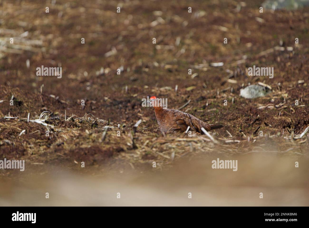 Männliche rote Grotte (Lagopus lagopus scotica) in einem Heideland im Peak District, Derbyshire. Dunkle Spitze. Stockfoto