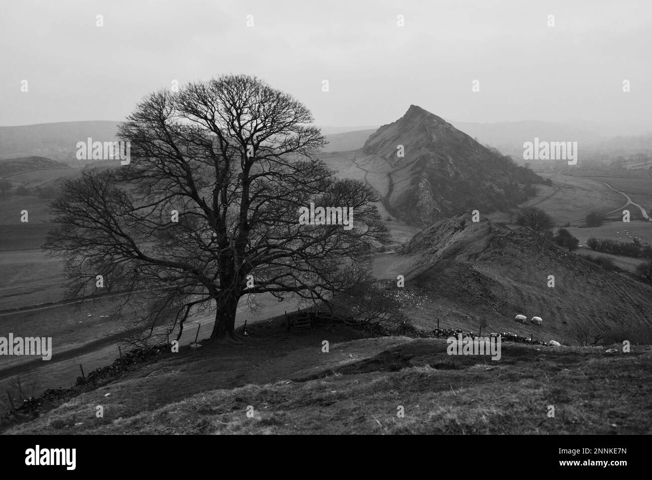 Parkhouse Hill und Chrome Hill, berühmte Eiche, Peak District National Park, Derbyshire, England, Großbritannien. Staffordshire Moorlands. (Dragons Back Ridge) Stockfoto