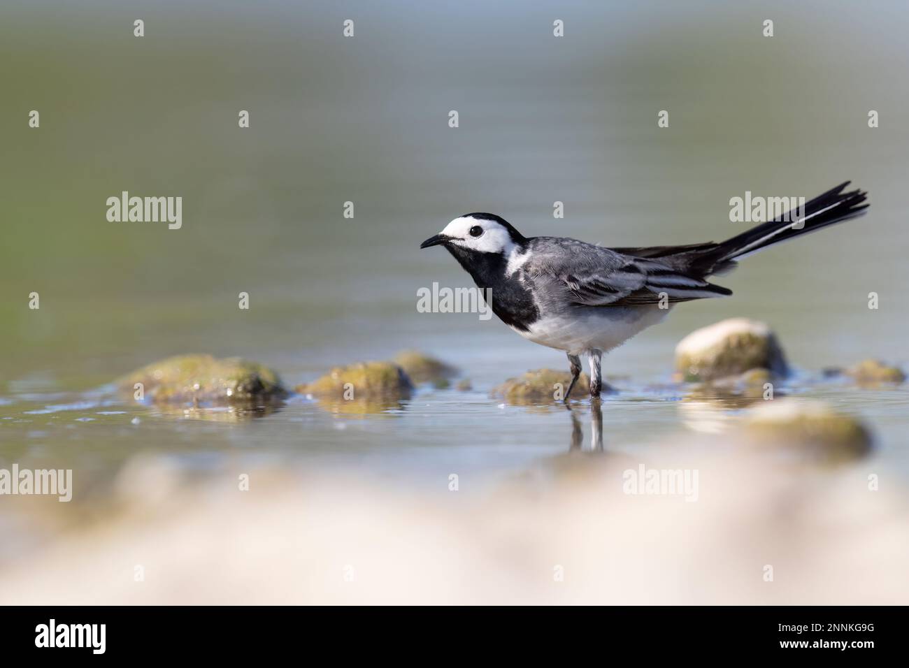 Der weiße Wagschwanz (Motacilla alba) kleiner Passanten-Vogel. Stockfoto