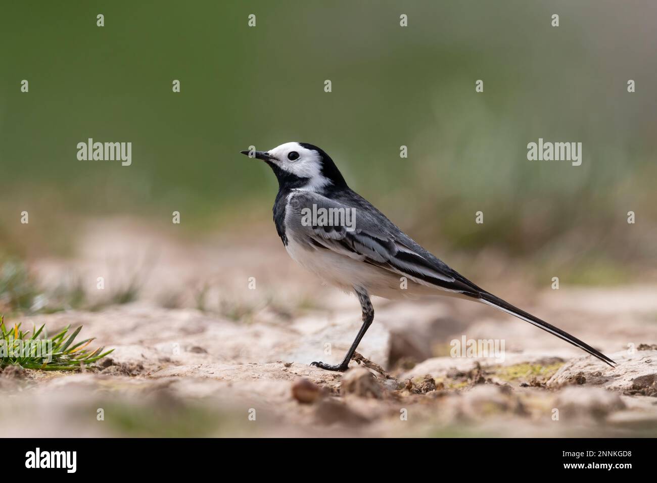 Der weiße Wagschwanz (Motacilla alba) kleiner Passanten-Vogel. Stockfoto