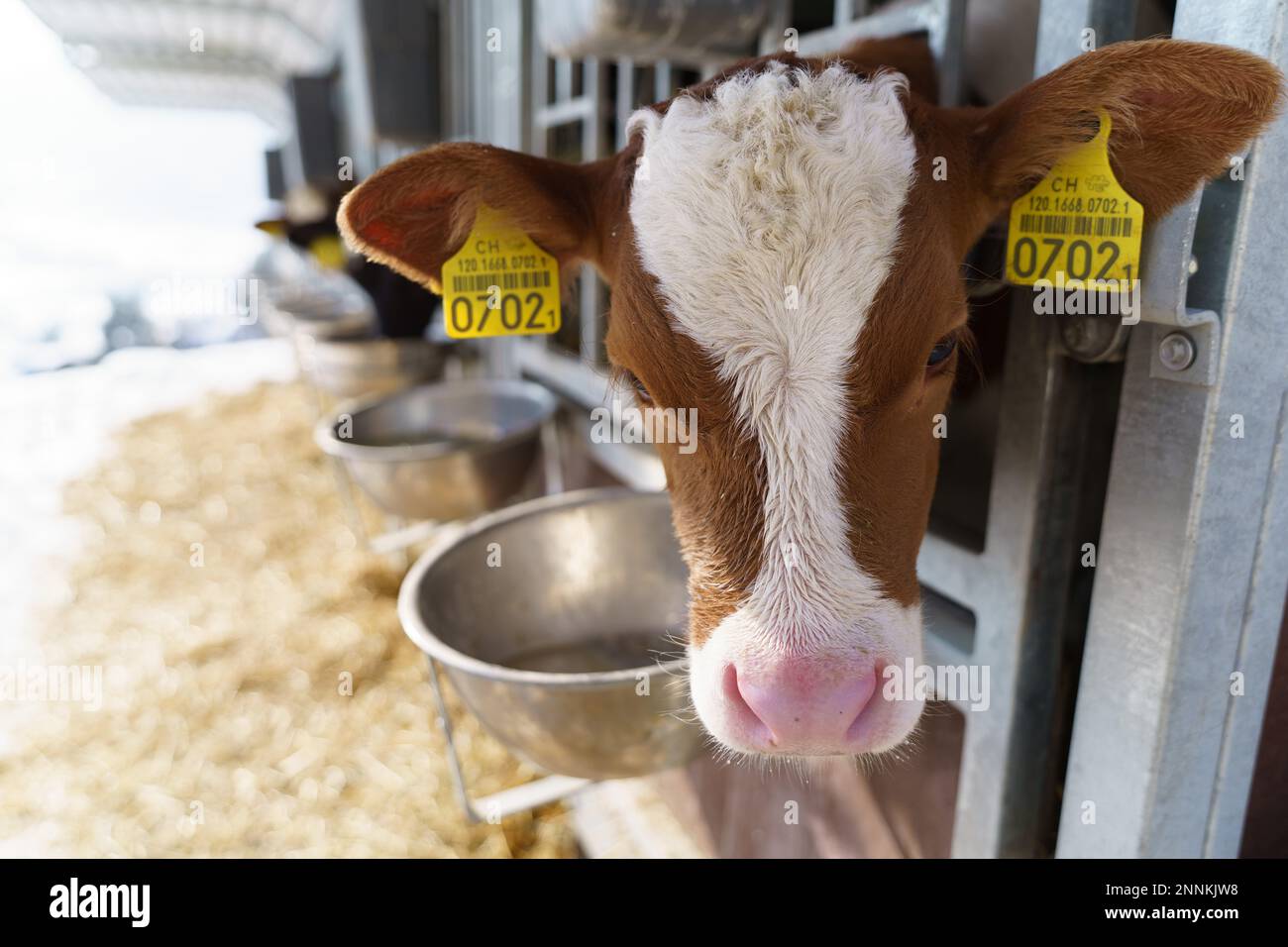 Eine Kuh in einem schweizer Stall Stockfoto