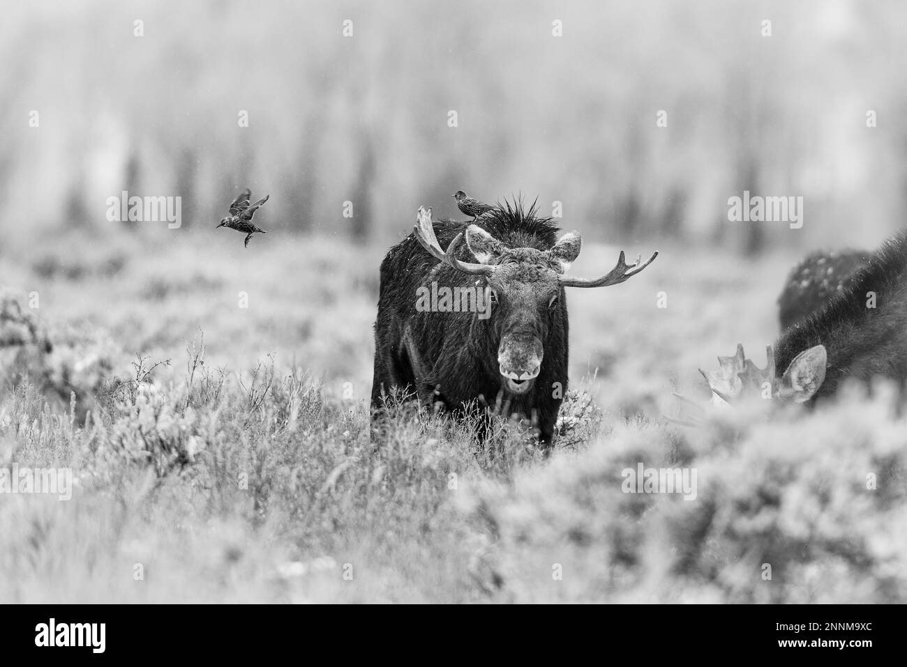 Bull Moose im Grand Teton National Park, Wyoming, USA. Stockfoto