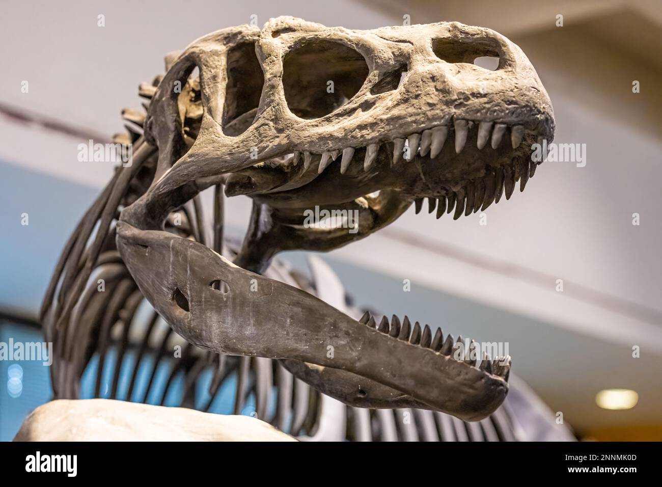 Allosaurus Fossilienskelett im MOSH (Museum of Science and History) im Zentrum von Jacksonville, Florida. (USA) Stockfoto