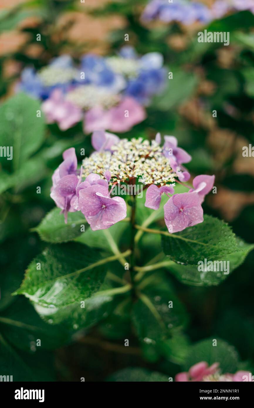 Hydrangea macrophylla, eine Blumenpflanzenart der Familie Hydrangeaceae, mit Regentropfen darauf Stockfoto