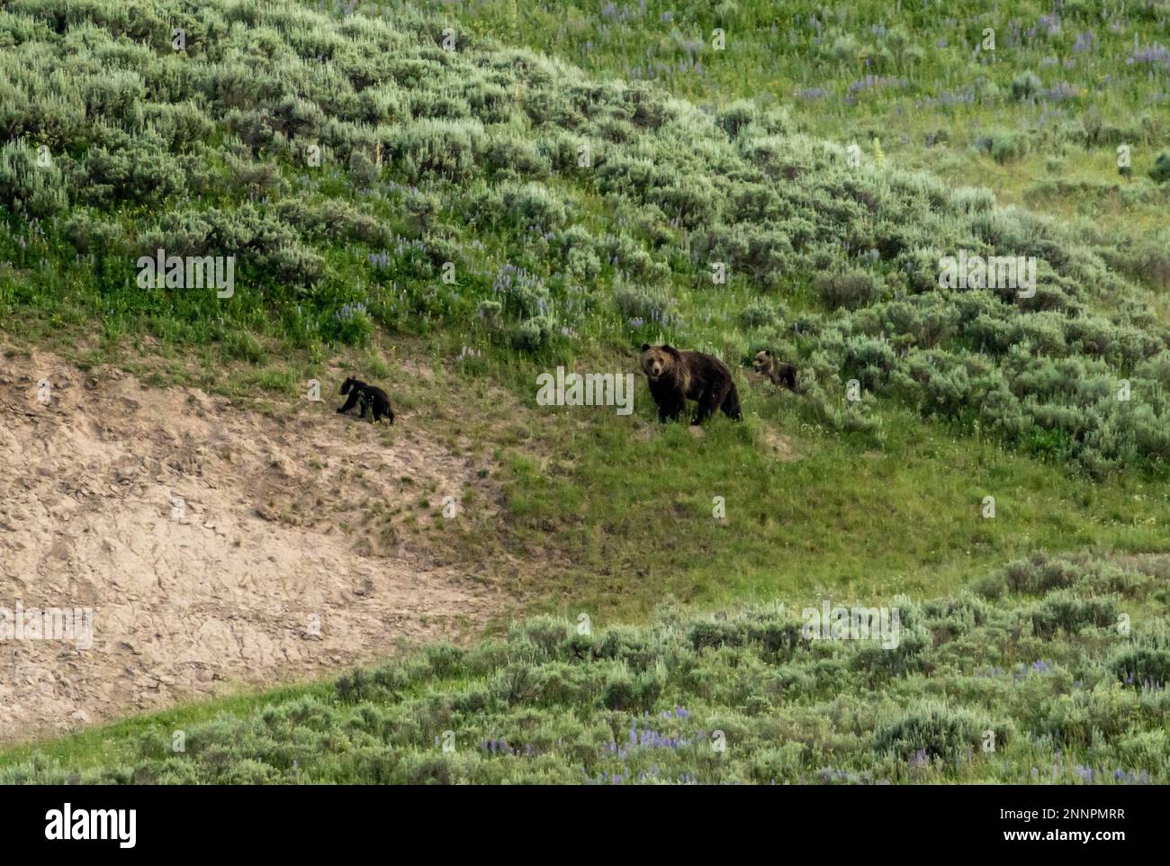 Mutter Bär und zwei Cubs wandern in die Nähe Eines Bison Wallow Stockfoto