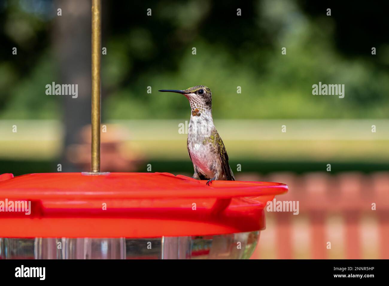 Rubinkehlender Kolibri, der aus Kolibri-Fütterung trinkt. Hinterhof-Vogelbeobachtung, Vogelbeobachtung und Naturschutzkonzept. Stockfoto