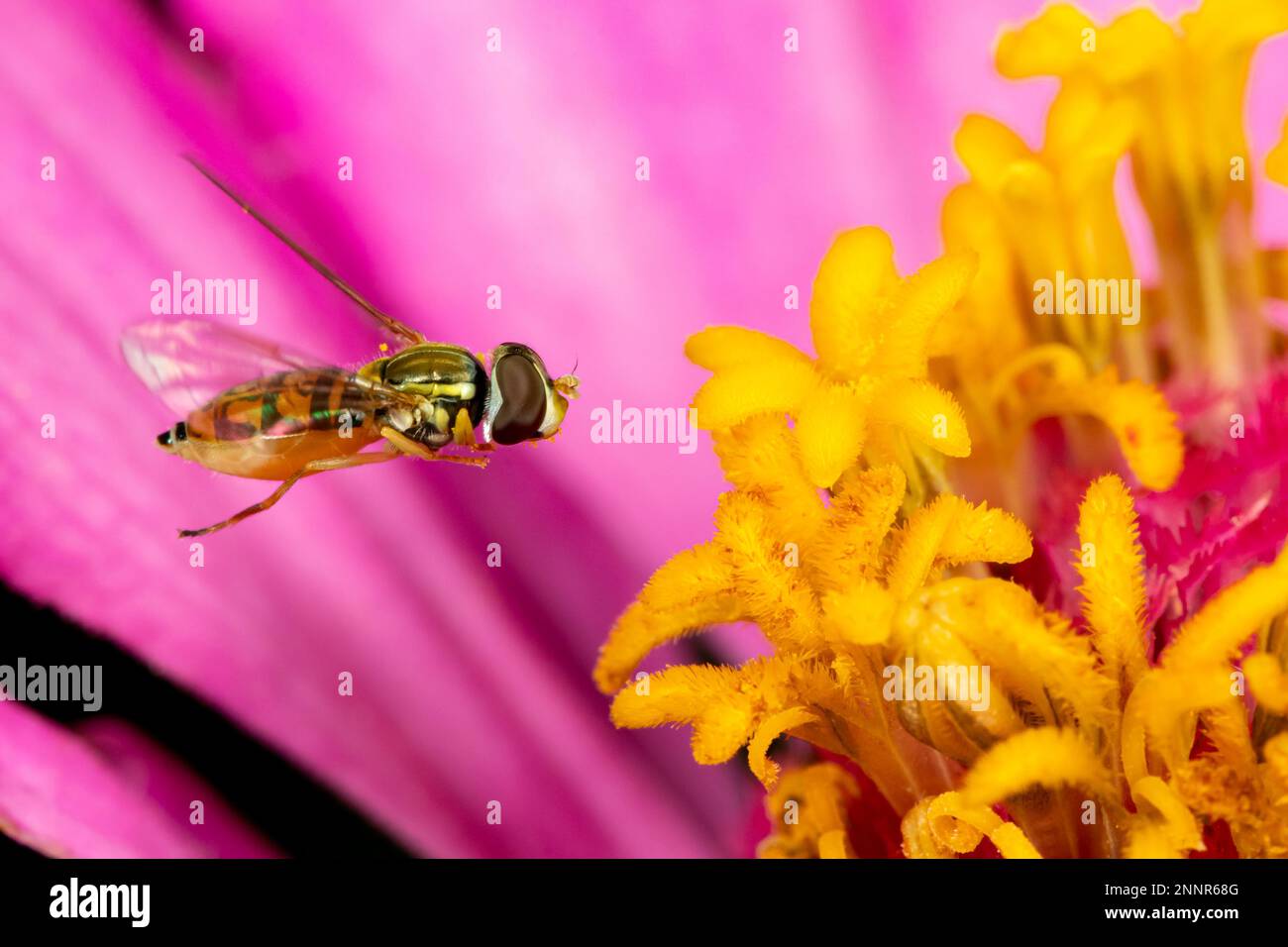 Ein Randkalligraphe fliegt zur Zinnia-Blume. Insekten- und Wildtierschutz, Lebensraumschutz und Blumengarten-Konzept im Garten. Stockfoto