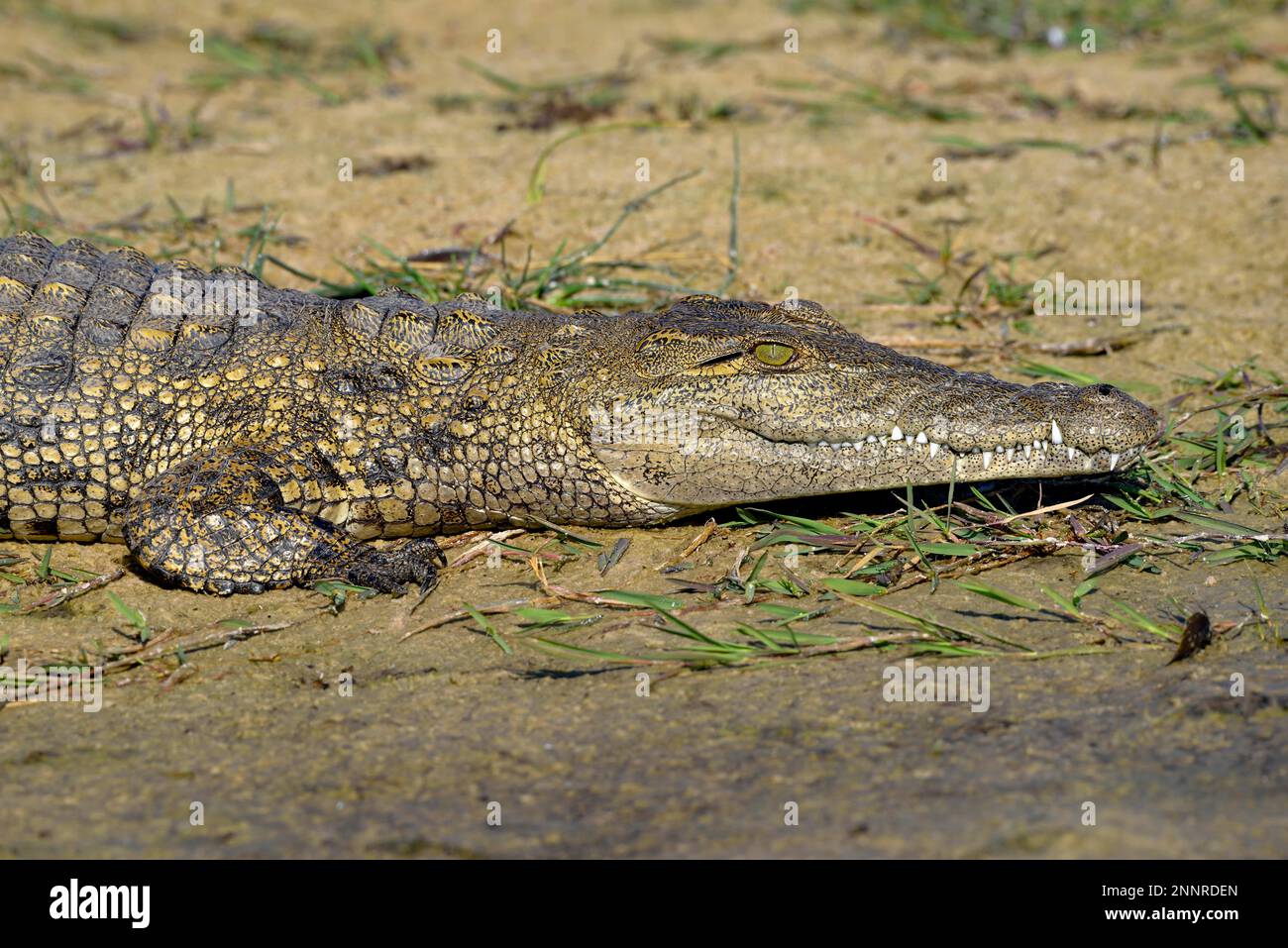 Nilkrokodil (Crocodylus niloticus) am Ufer, Gomoti Plains, Okavango Delta, Botsuana Stockfoto