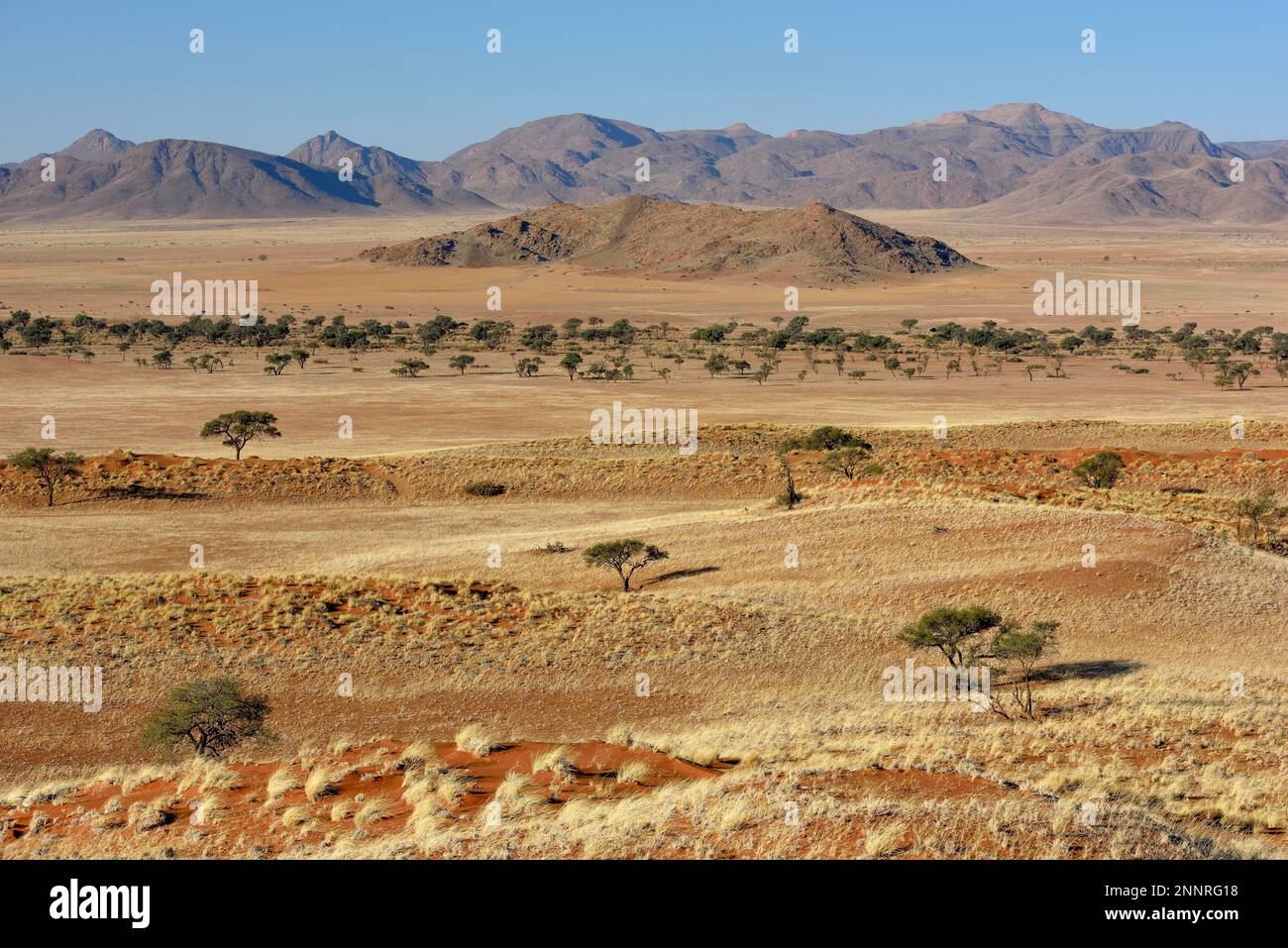 Trockenrasen vor der Bergrücken, Gondwana Namib Park, in der Nähe von Sesriem, Otjozondjupa Region, Namibia Stockfoto