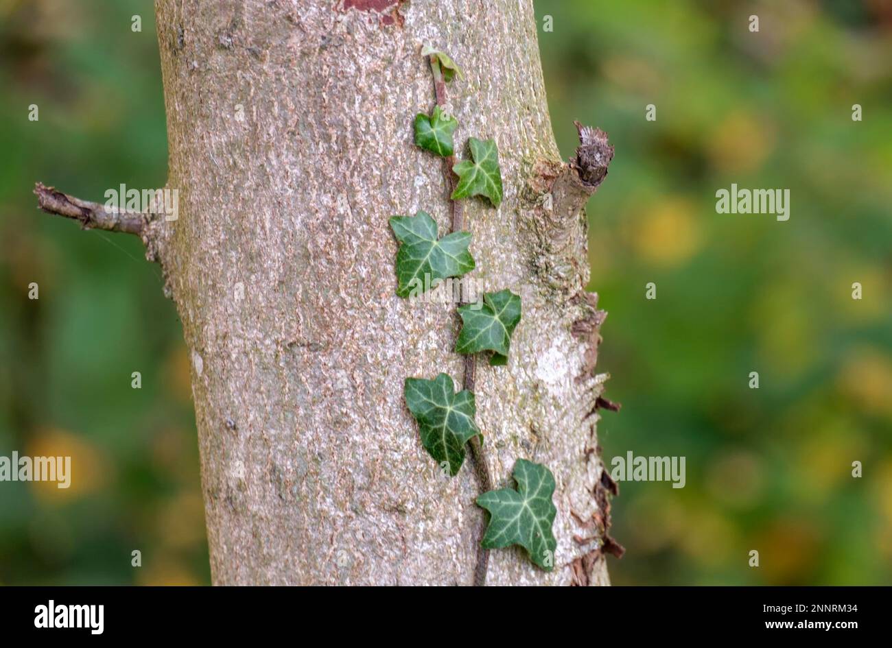 Ivy Vine, Baumstamm Stockfoto