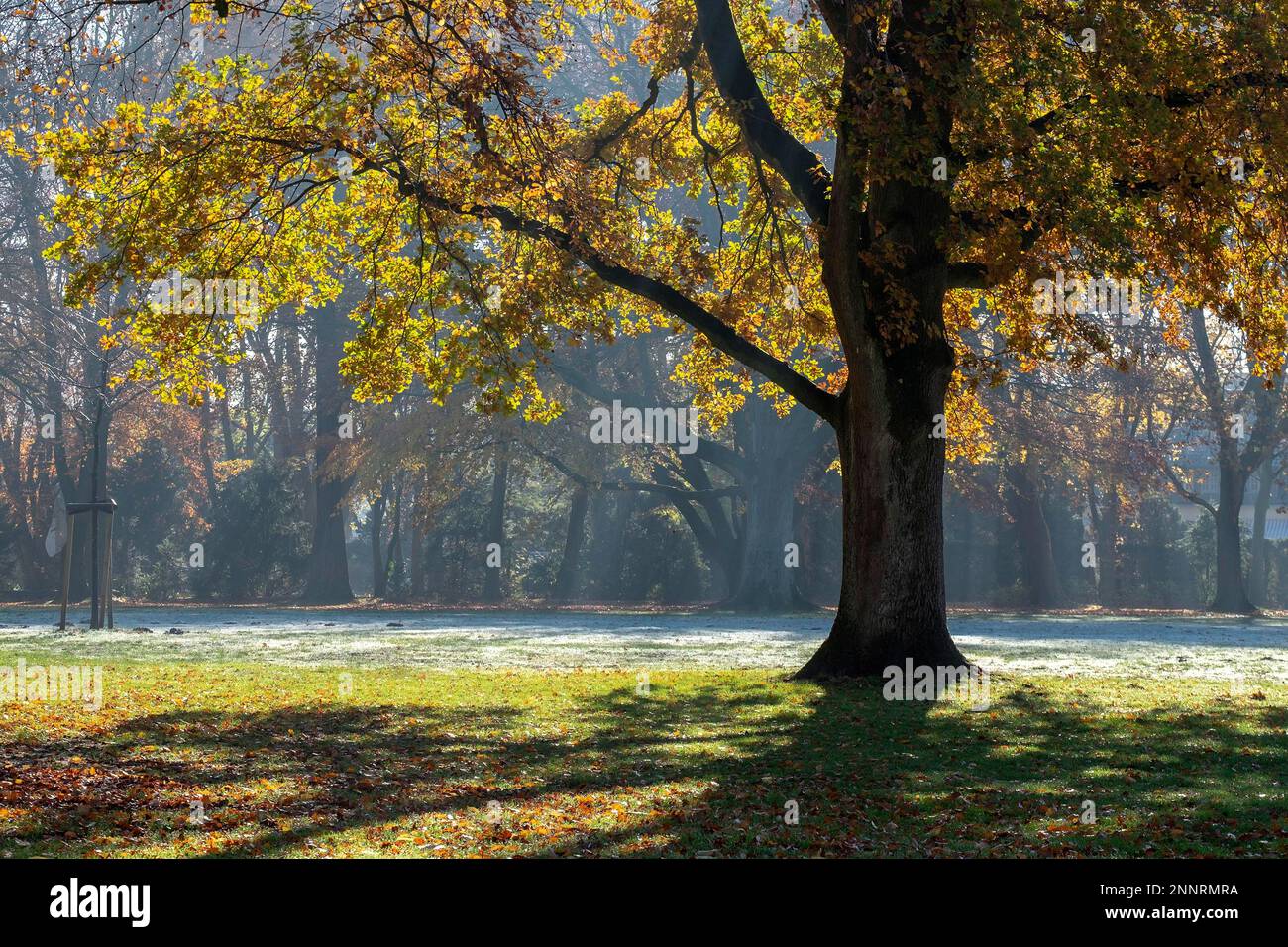 Palastgärten Ahaus, Herbst Stockfoto
