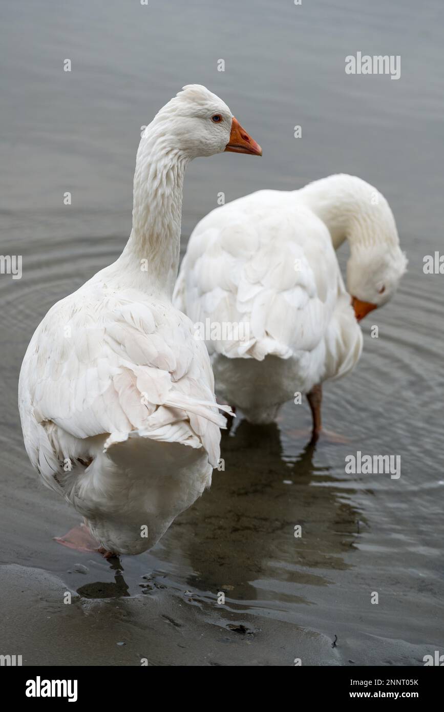 Römische getuftete Gänse im Donaudelta Stockfoto