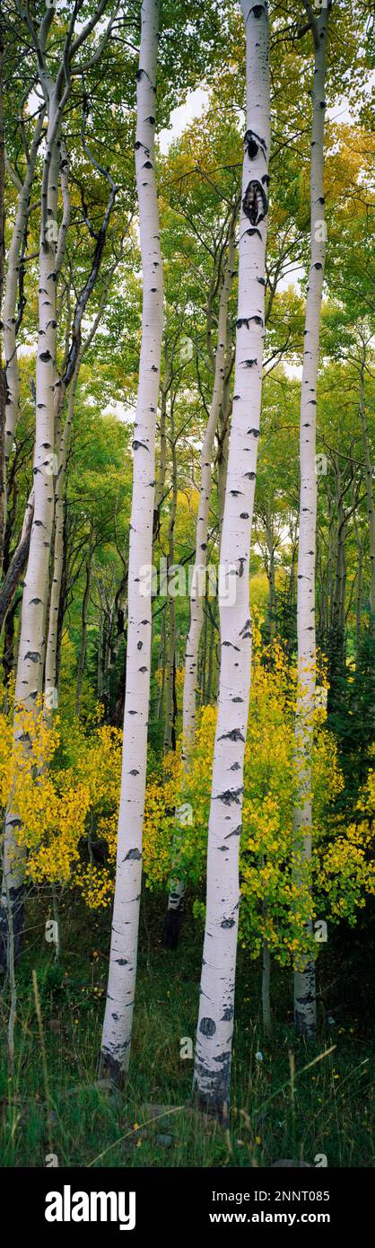 Die malerische Landschaft mit Blick in Aspen tree forest Stockfoto