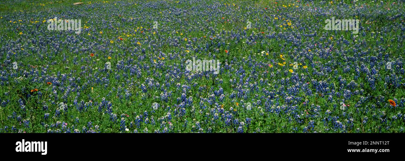 Blühende Blüten in Meadow, Gillespie County, Texas, USA Stockfoto