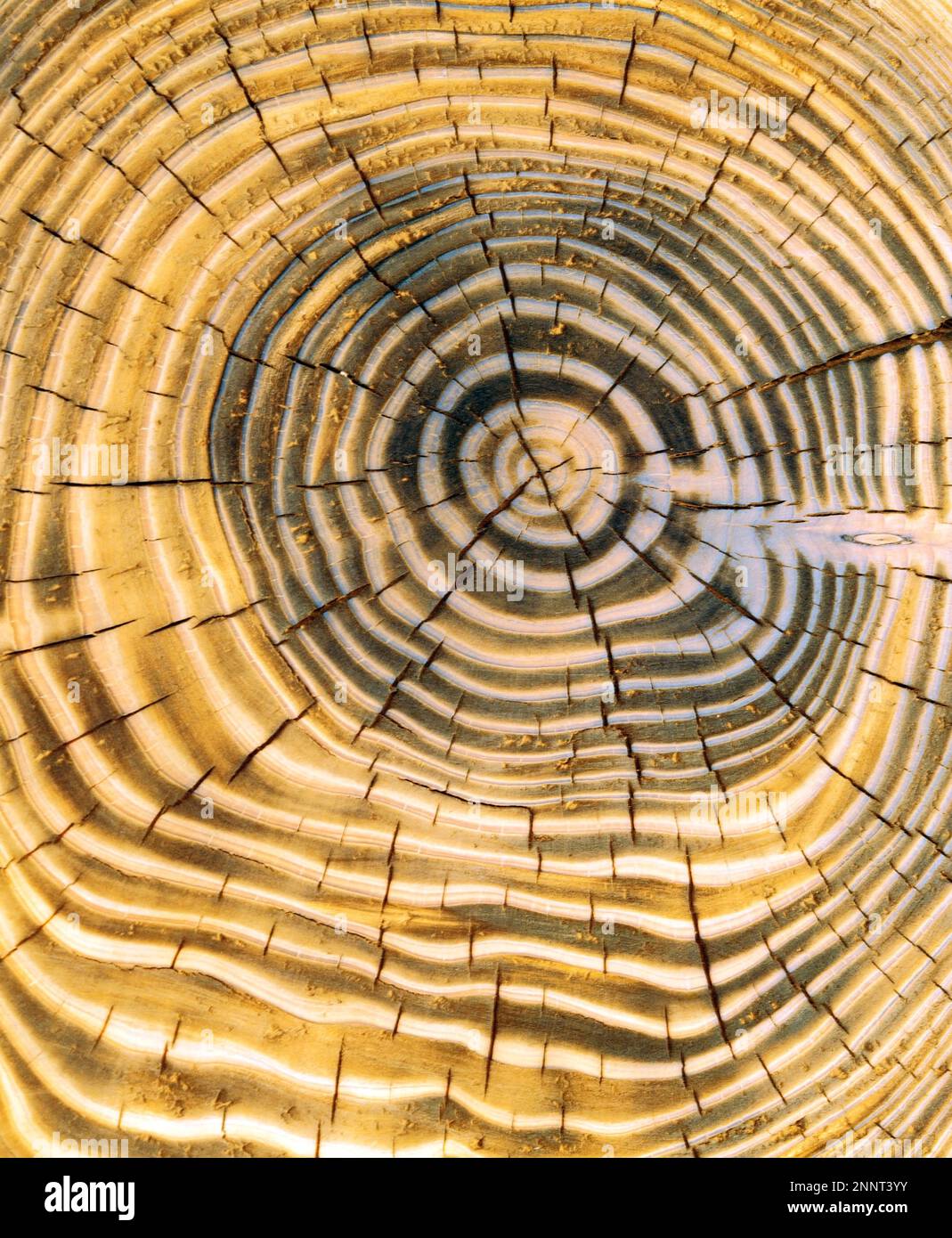 Altersringe auf einem Baumstumpf (Dendrochronologie) Stockfoto