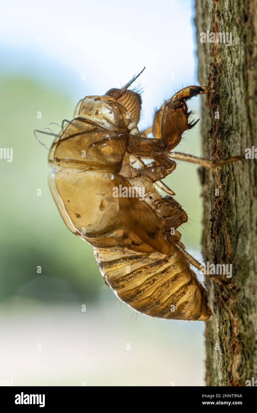 Haut einer Cicada Nymphe (Cicadidae) auf einem Baumstamm. Makrofotografie. Stockfoto