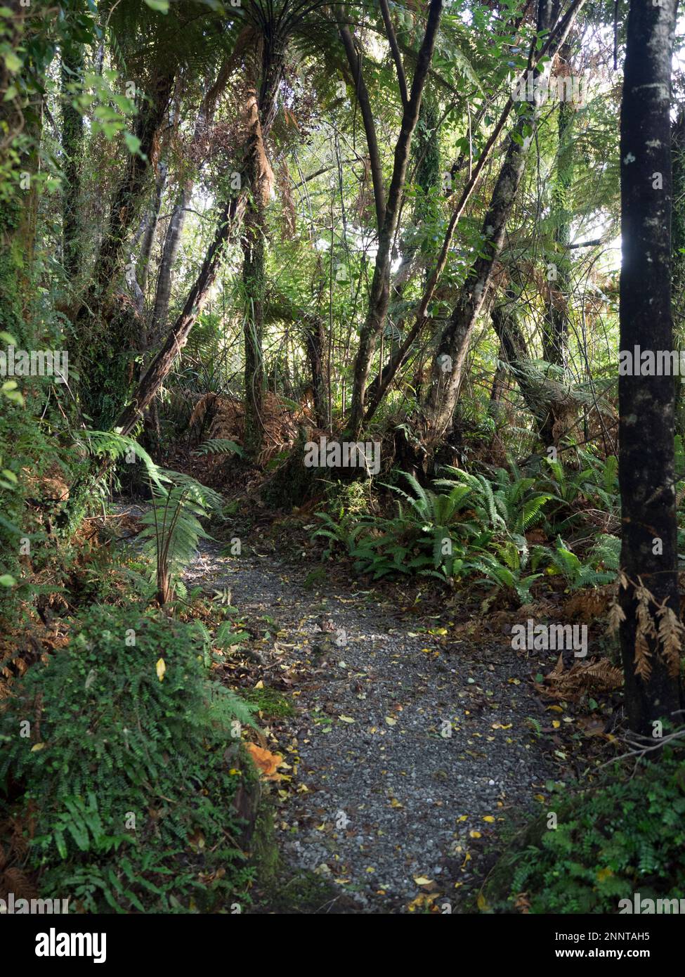 Pfad durch den Wald am Ufer des Moeraki-Sees, Westküste, Südinsel, Neuseeland Stockfoto