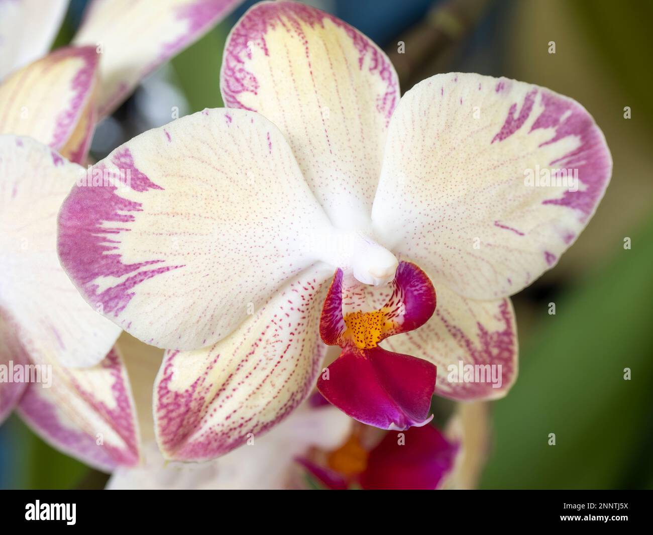 Nahaufnahme einer blühenden Orchideenblume Stockfoto