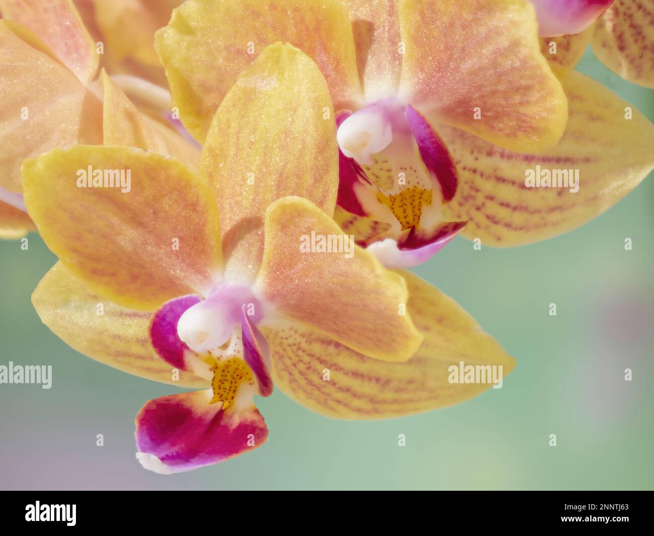 Nahaufnahme blühender Orchideenblumen Stockfoto