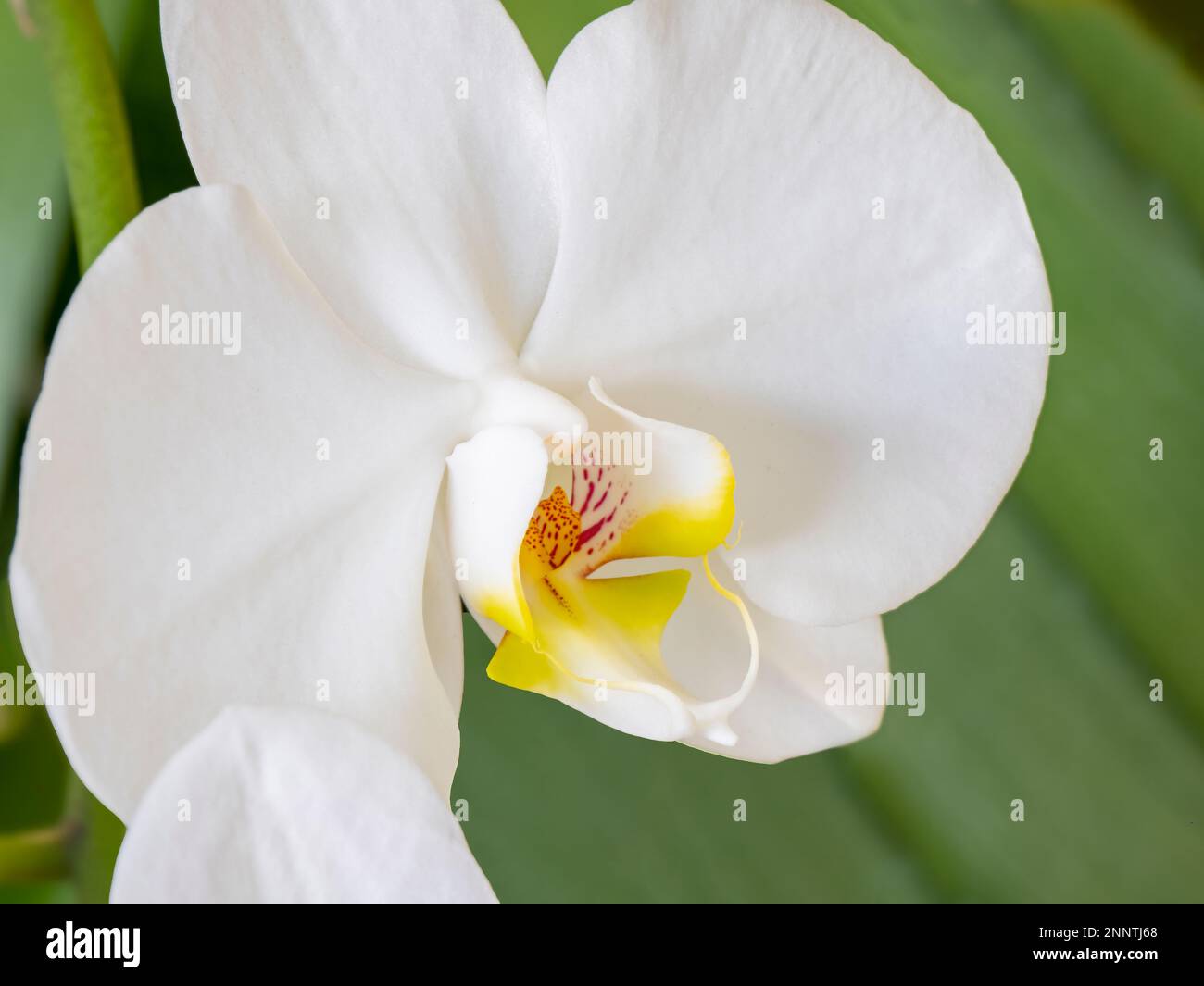 Nahaufnahme einer blühenden Orchideenblume Stockfoto