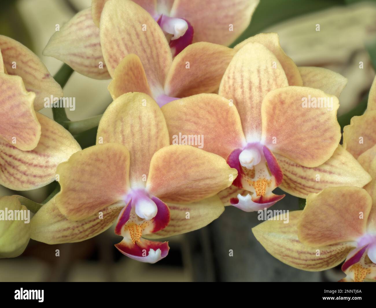 Nahaufnahme blühender Orchideenblumen Stockfoto