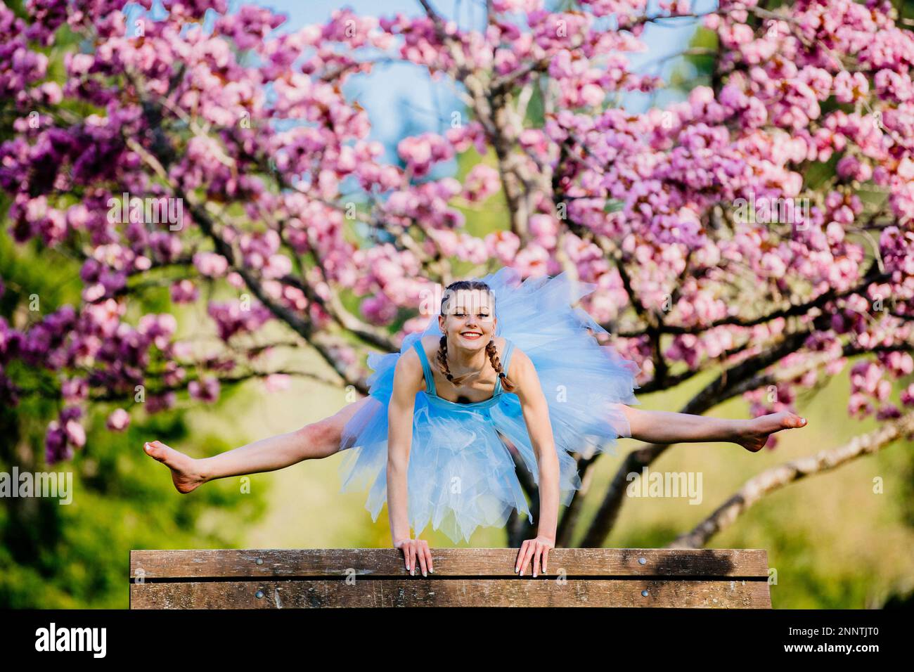 Ballerina in blauem Kleid unter Kirschblüte, Battle Point Park, Bainbridge Island, Washington, USA Stockfoto