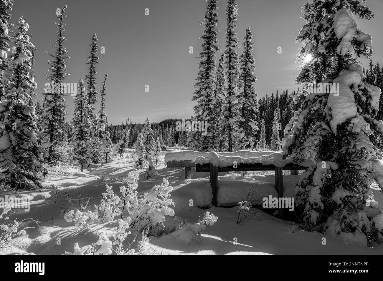 Schneebedeckte Fußbrücken und Bäume in Schwarz und Weiß, Lake Louise, Alberta, Kanada Stockfoto