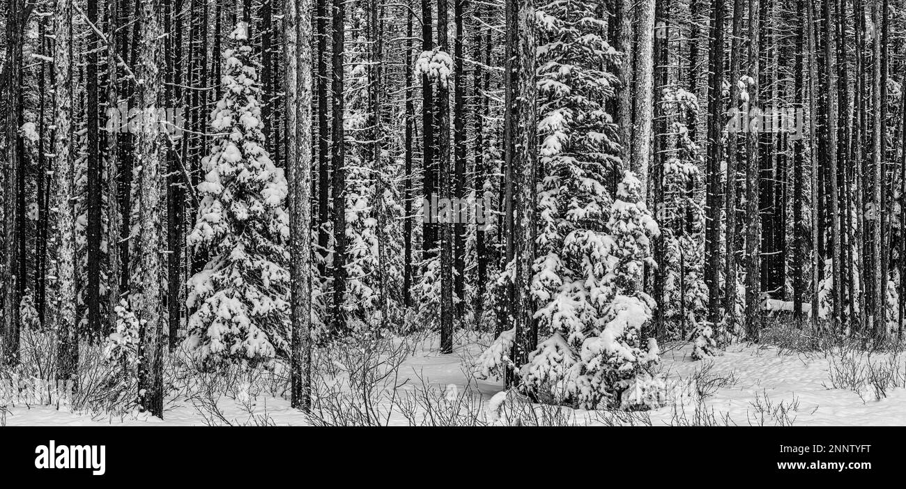 Immergrüner Wald mit Schnee im Winter in Schwarz-Weiß, Alberta, Kanada Stockfoto