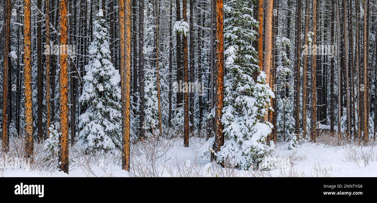 Immergrüner Wald mit Schnee im Winter, Alberta, Kanada Stockfoto