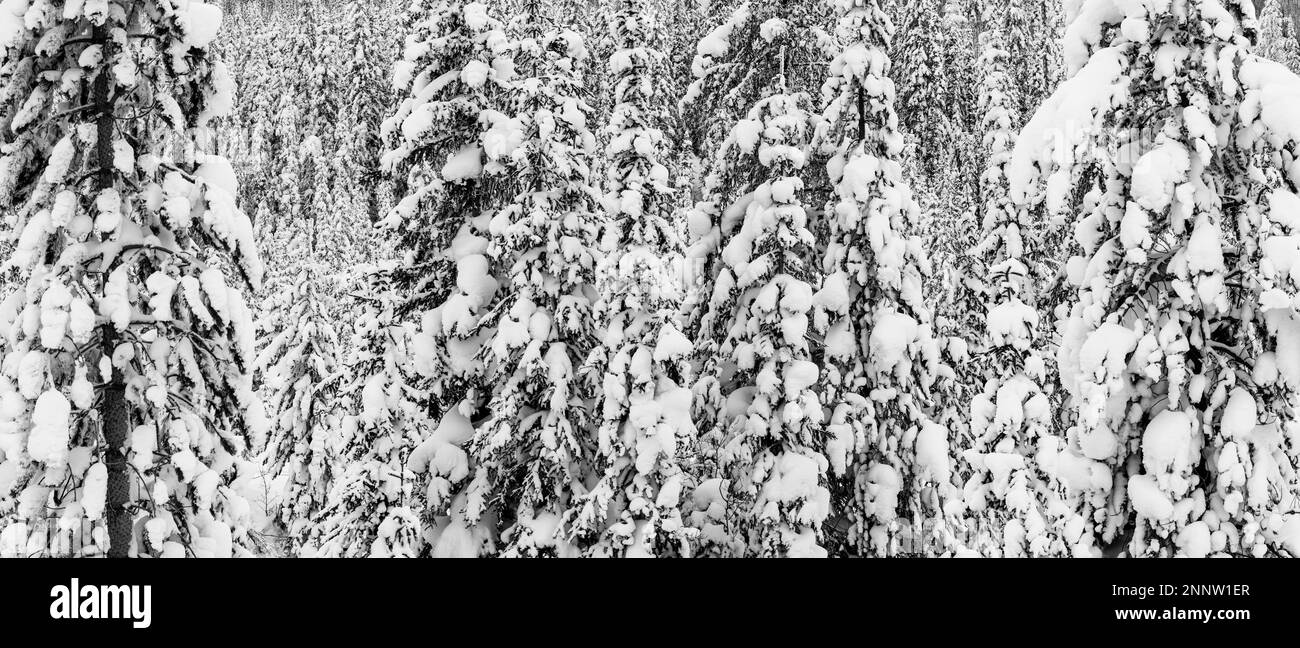 Immergrüne Bäume, die im Winter im Wald mit Schnee bedeckt sind, Alberta, Kanada Stockfoto