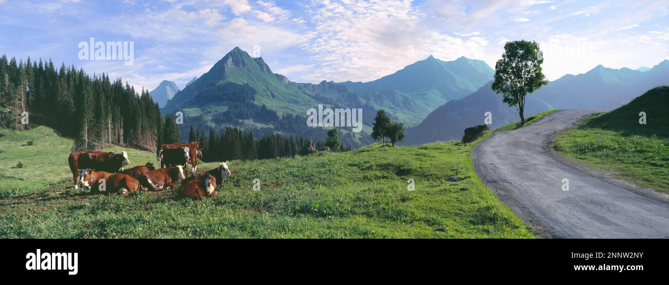 Kuhbestand im Landschaftsbild der französischen Alpen, Haute-Savoie, Frankreich Stockfoto
