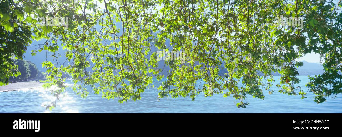 Grüne Bäume verzweigen sich am See Annecy, Annecy, Auvergne-Rhone-Alpes, Frankreich Stockfoto