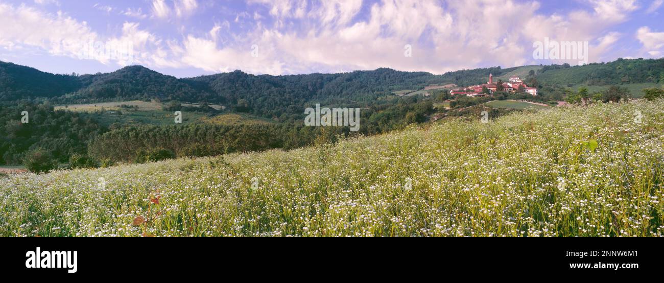 Landschaft mit Wiesen mit Blumen und Hügeln, Mares Tail, Camino, Alessandria, Piemont, Italien Stockfoto