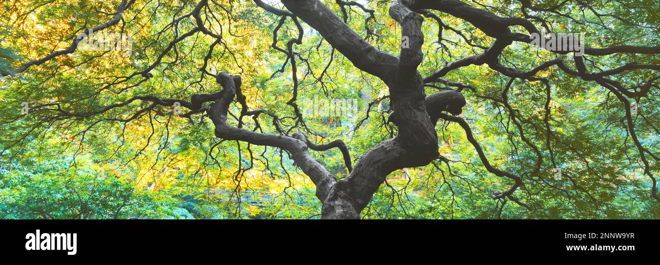Japanischer Ahorn (Acer palmatum) im Herbst, Portland Japanese Garden, Washington Park, Portland, Oregon, USA Stockfoto