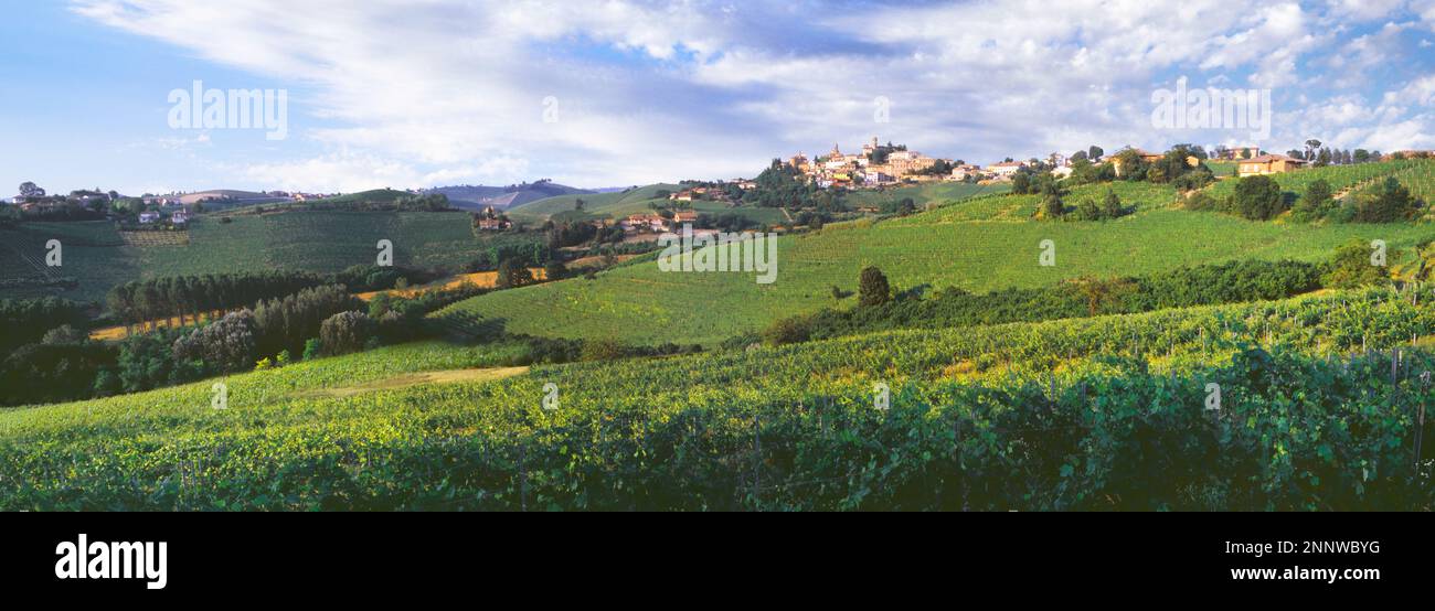 Nebbiolo Vineyards in Neive, Cuneo, Piedmont, Italien Stockfoto