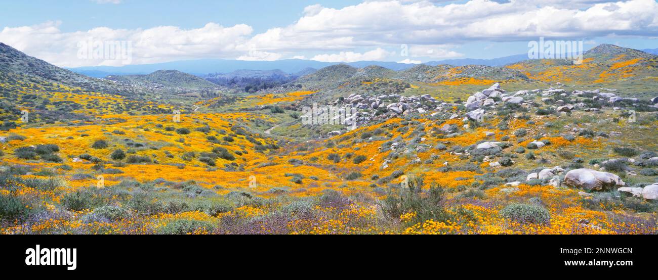 Kalifornischer Mohn (Eschscholzia californica) und Chia (Salvia hispanica) super Bloom, Temescal Mountains, Riverside County, Kalifornien, USA Stockfoto