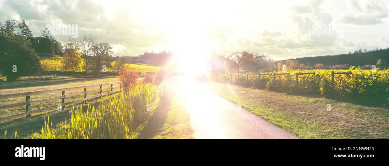 Blendendes Sonnenlicht im Zenith Vineyard, Amity, Willamette Valley, Oregon, USA Stockfoto